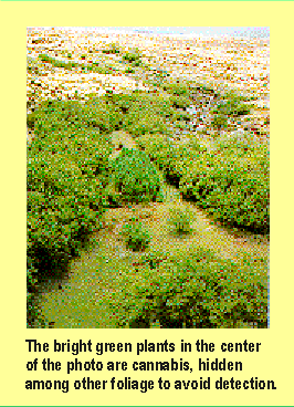 The bright green plants in the center of the photo are cannabis, hidden among other foliage to avoid detection.