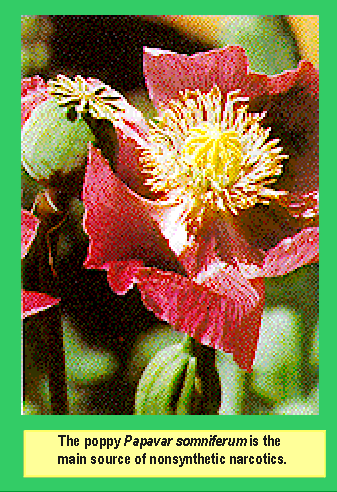 The poppy Papavar somniferum is the main source of nonsynthetic narcotics.